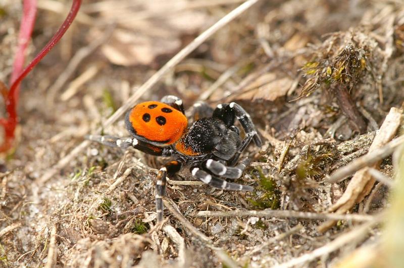 Eresus_sandaliatus_D3033_Z_82_NP De Hoge Veluwe_Nederland.jpg